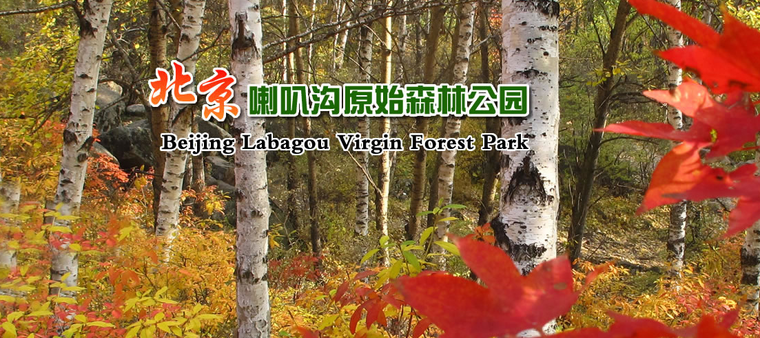 喇叭溝原始森林公園景點(diǎn)介紹.租車(chē)價(jià)格.指南.攻略